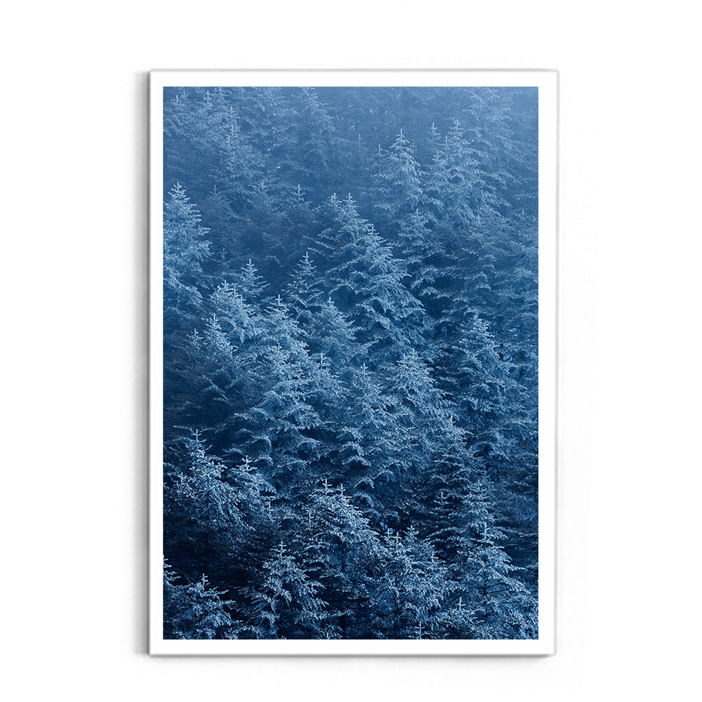 Snow-Dusted Pine Forest, Arunachal Pradesh - Wall Photo Frame by Jeet Khagram