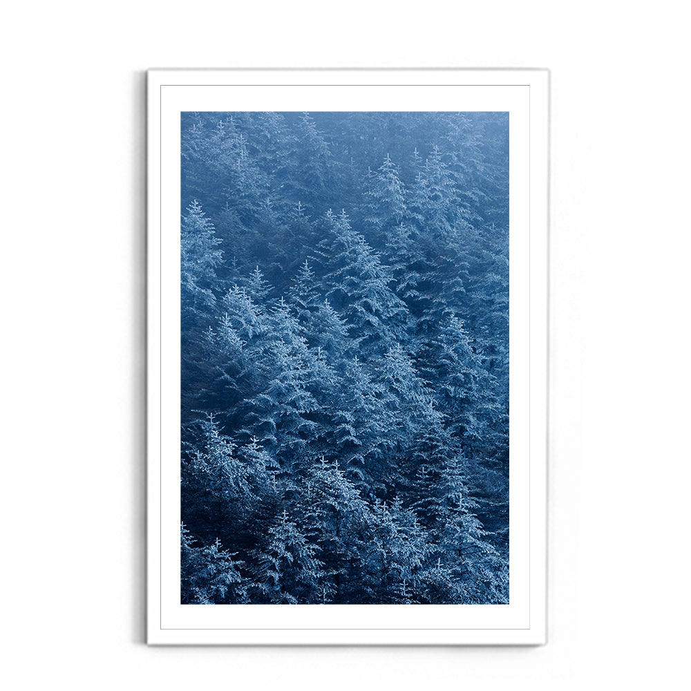 Snow-Dusted Pine Forest, Arunachal Pradesh - Wall Photo Frame by Jeet Khagram
