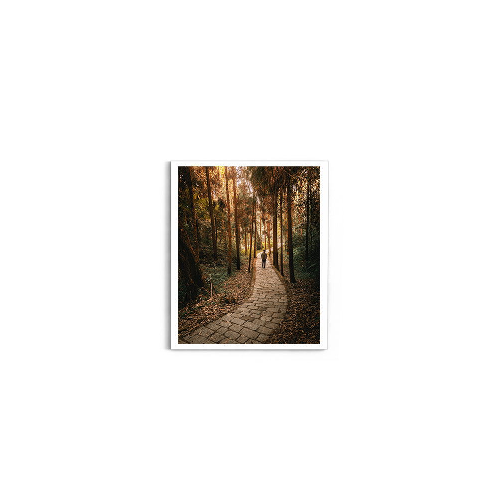 The Forest Path Nature Photography - Wall Photo Frame by Jeet Khagram